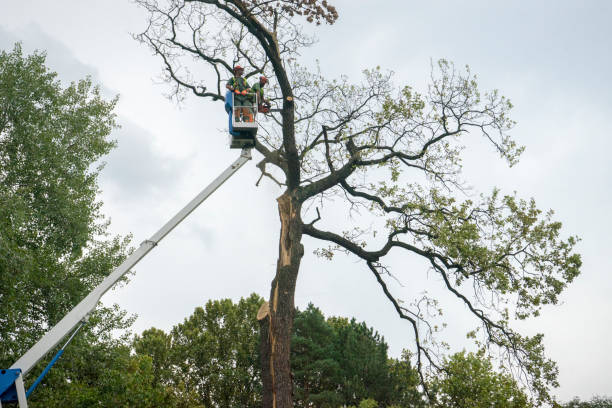 Best Tree and Shrub Care  in North Aurora, IL