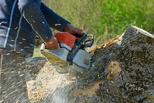 Best Commercial Tree Services  in North Aurora, IL